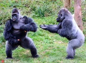 大猩猩吃瓜转场视频播放,趣味横生视频引关注