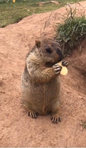 树上吃瓜的土拨鼠视频,萌翻网友