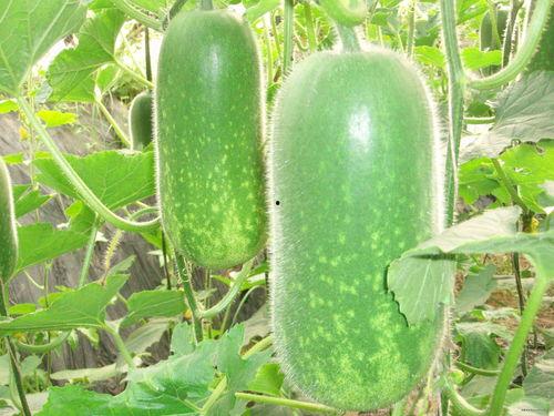 冬天吃无籽麒麟瓜好吗视频,冬天吃无籽麒麟瓜的益处与注意事项