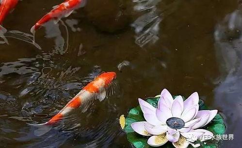 锦鲤直播间吃瓜视频大全,吃瓜视频大全，揭秘网红幕后故事