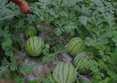 河南长垣吃瓜视频,一场别开生面的吃瓜盛宴