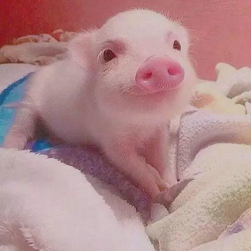 吃瓜小猪猪视频文案,揭秘娱乐圈那些不为人知的幕后故事