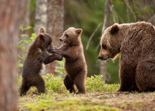 吃瓜小熊打架视频,一场爆笑打架视频引网友热议
