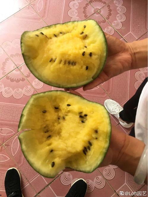 蜜瓜花怎么吃最好吃视频,视频揭秘最佳食用技巧