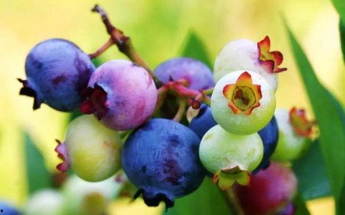 叶丛吃瓜视频,揭秘娱乐圈幕后故事