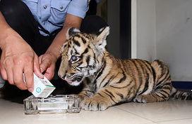 吃瓜群众小老虎视频播放,揭秘娱乐圈幕后故事