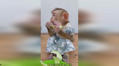 搞笑视频人吃瓜像猴子,搞笑视频带你领略“瓜界”奇观