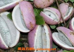 吃八月瓜吐解压视频,轻松一吐，释放生活压力